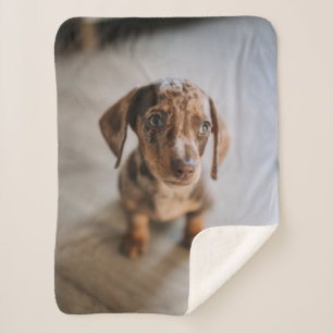 Kutest Baby Animals Bruin Dachshund Puppy Sherpa Deken