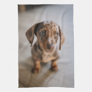 Kutest Baby Animals   Bruin Dachshund Puppy Theedoek