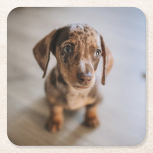 Kutest Baby Animals Bruin Dachshund Puppy Vierkante Kartonnen Onderzetter