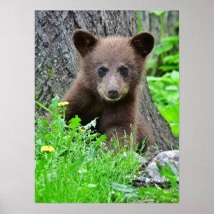 Kutest Baby Animals Bruine Beer Cub Poster