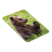 Kutest Baby Animals | Bruine Beer Cub Wave Magneet (Rechterzijde)