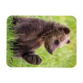 Kutest Baby Animals | Bruine Beer Cub Wave Magneet (Horizontaal)