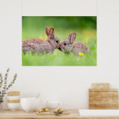 Kutest Baby Animals | Bunny Kiss Poster (Keuken)