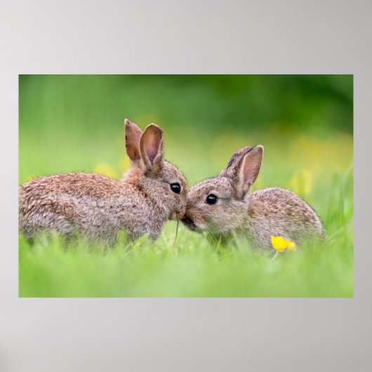 Kutest Baby Animals | Bunny Kiss Poster (Voorkant)