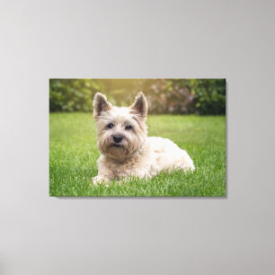 Kutest Baby Animals   Cairn Terrier Dog Canvas Afdruk