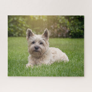 Kutest Baby Animals   Cairn Terrier Dog Legpuzzel