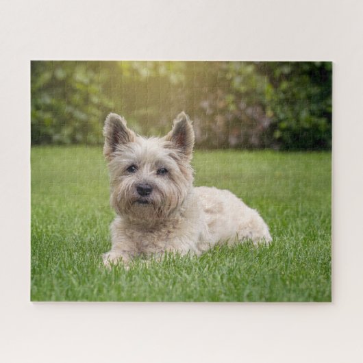 Kutest Baby Animals | Cairn Terrier Dog Legpuzzel (Horizontaal)