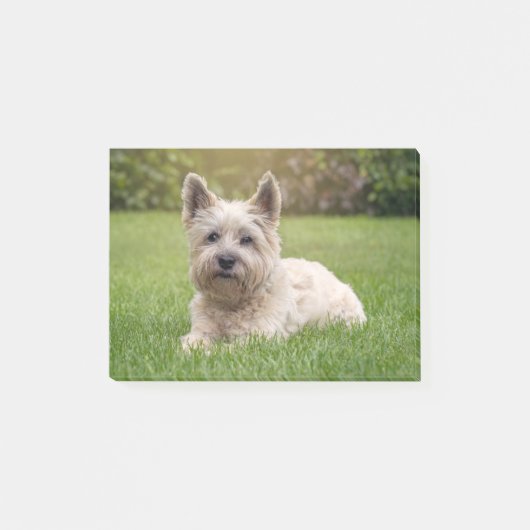 Kutest Baby Animals | Cairn Terrier Dog Post-it® Notes (Voorkant)