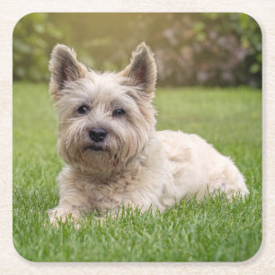 Kutest Baby Animals Cairn Terrier Dog Vierkante Kartonnen Onderzetter