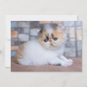 Kutest Baby Animals Calico Persian Kitten Bedankkaart