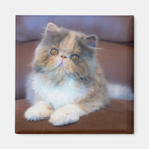 Kutest Baby Animals Calico Persian Kitten Magneet