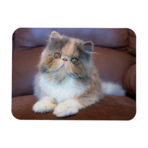 Kutest Baby Animals   Calico Persian Kitten Magneet