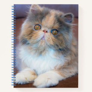 Kutest Baby Animals Calico Persian Kitten Notitieboek