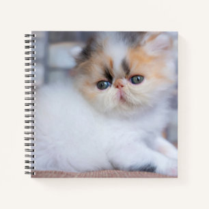 Kutest Baby Animals Calico Persian Kitten Notitieboek
