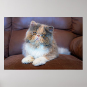 Kutest Baby Animals   Calico Persian Kitten Poster