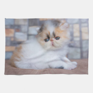 Kutest Baby Animals   Calico Persian Kitten Theedoek