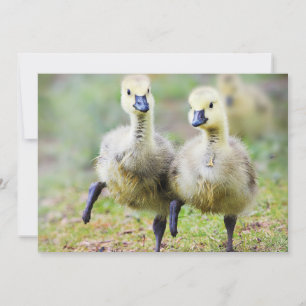 Kutest Baby Animals   Canadese Goose Goslings Bedankkaart