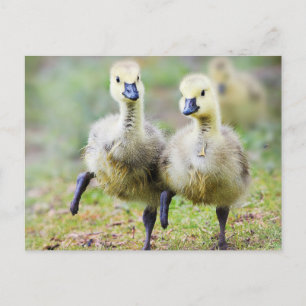 Kutest Baby Animals   Canadese Goose Goslings Briefkaart