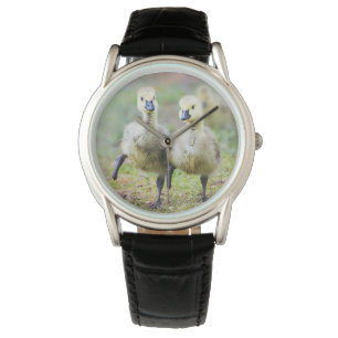 Kutest Baby Animals   Canadese Goose Goslings Horloge