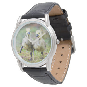 Kutest Baby Animals Canadese Goose Goslings Horloge