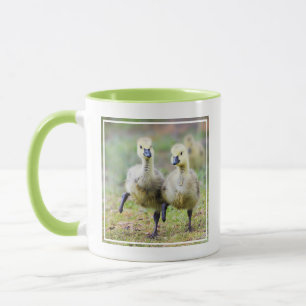Kutest Baby Animals   Canadese Goose Goslings Mok
