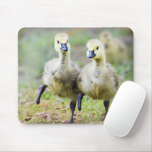Kutest Baby Animals   Canadese Goose Goslings Muismat
