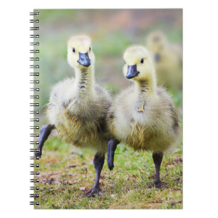 Kutest Baby Animals   Canadese Goose Goslings Notitieboek