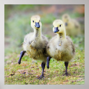 Kutest Baby Animals Canadese Goose Goslings Poster
