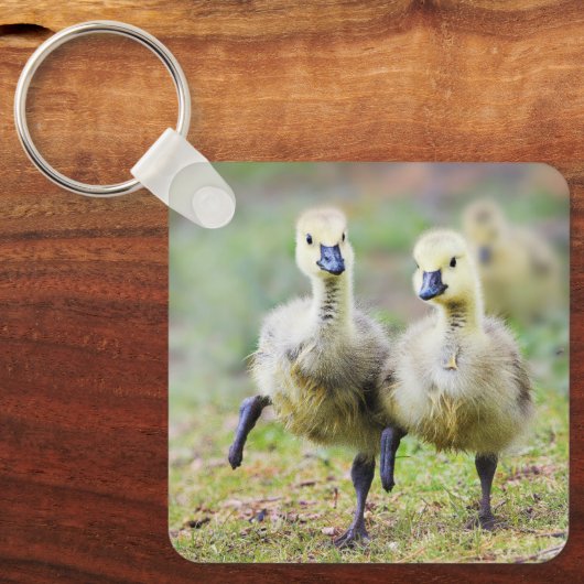 Kutest Baby Animals | Canadese Goose Goslings Sleutelhanger (Voorkant)