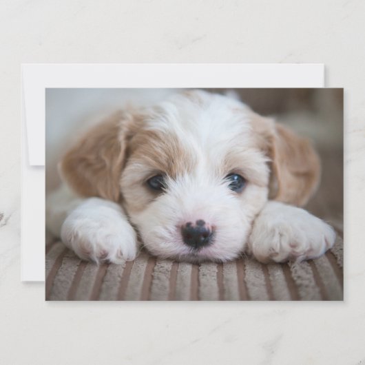 Kutest Baby Animals | Cavashon Puppy Bedankkaart (Voorkant)