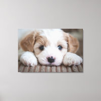 Kutest Baby Animals | Cavashon Puppy