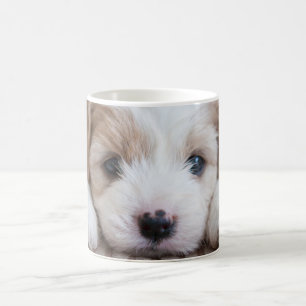 Kutest Baby Animals   Cavashon Puppy Koffiemok