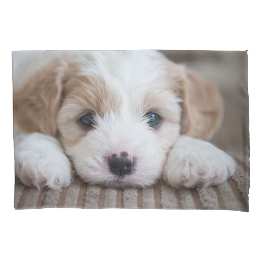 Kutest Baby Animals | Cavashon Puppy Kussensloop (Voorkant)