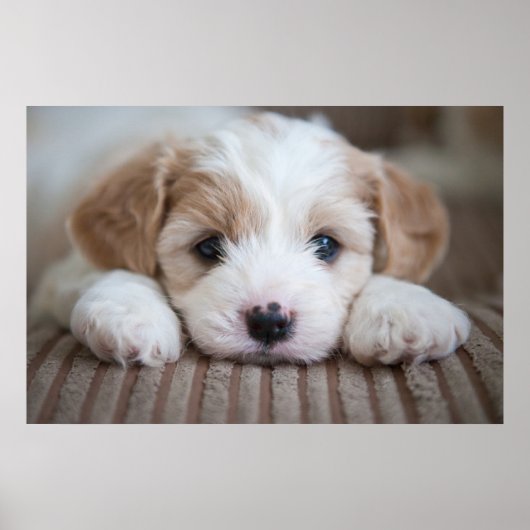 Kutest Baby Animals | Cavashon Puppy Poster (Voorkant)