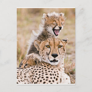 Kutest Baby Animals   Cheetah Cat & Cub Briefkaart