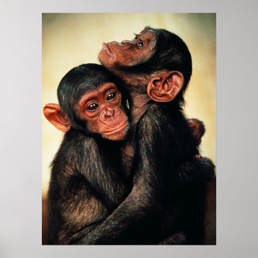 Kutest Baby Animals | Chimpansee Hug Poster (Voorkant)