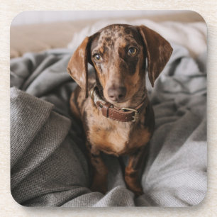 Kutest Baby Animals Chocolade Dapple Dachshund Bier Onderzetter