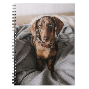 Kutest Baby Animals   Chocolade Dapple Dachshund Notitieboek