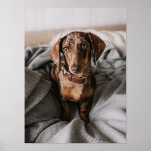 Kutest Baby Animals   Chocolade Dapple Dachshund Poster