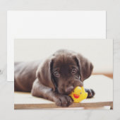 Kutest Baby Animals | Chocolade Labrador Puppy Bedankkaart (Voorkant / Achterkant)