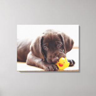 Kutest Baby Animals Chocolade Labrador Puppy Canvas Afdruk