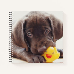 Kutest Baby Animals   Chocolade Labrador Puppy Notitieboek