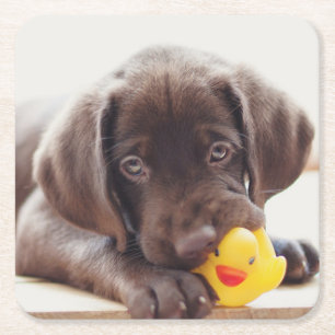 Kutest Baby Animals Chocolade Labrador Puppy Vierkante Kartonnen Onderzetter