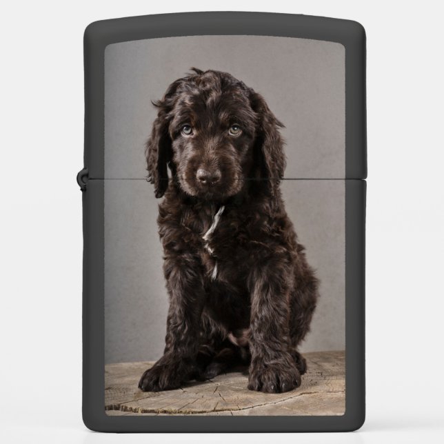 Kutest Baby Animals | Cockapoo Puppy (Voorkant)