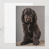 Kutest Baby Animals | Cockapoo Puppy Bedankkaart (Voorkant / Achterkant)