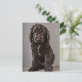 Kutest Baby Animals | Cockapoo Puppy Briefkaart (Staand voorkant)