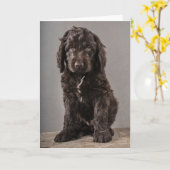 Kutest Baby Animals | Cockapoo Puppy Kaart (Gele Bloem)