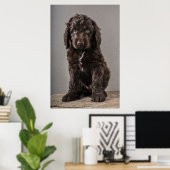 Kutest Baby Animals | Cockapoo Puppy Poster (Thuiskantoor)