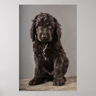 Kutest Baby Animals   Cockapoo Puppy Poster