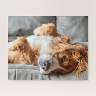 Kutest Baby Animals   Cocker Spaniel Legpuzzel